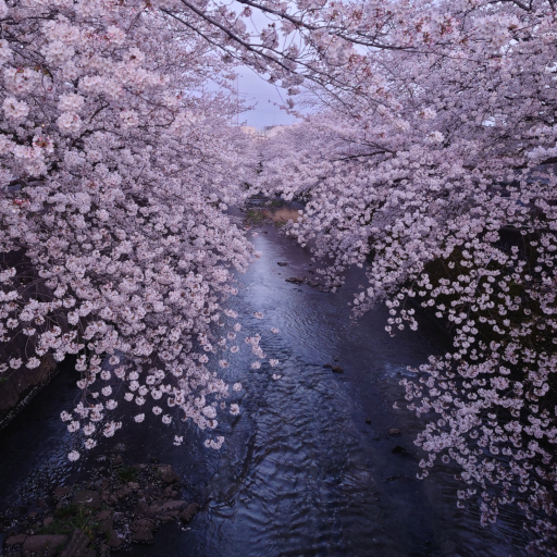 恩田川の桜